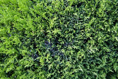 Yeşil kozalaklı süs çiti dokusu, soyut arkaplan.