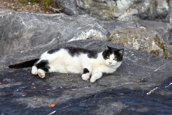 Eine Schwarz Weiße Streunende Katze Liegt Auf Den Küstensteinen Der — Stockfoto