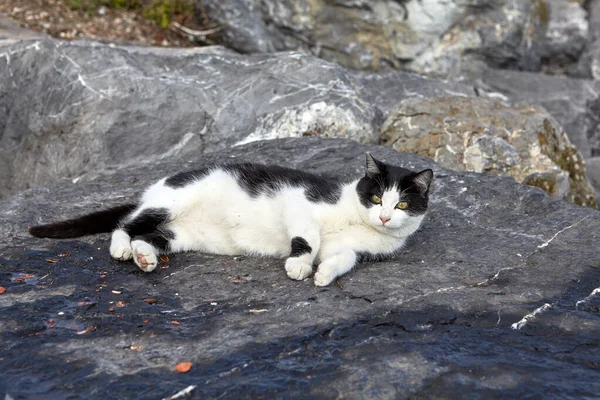 Gato Callejero Blanco Negro Yace Las Piedras Costeras Bahía Del — Foto de Stock