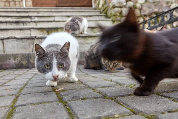 Grupo Gatos Callejeros Están Esperando Comida Cerca Restaurante Estambul Turquía — Foto de Stock