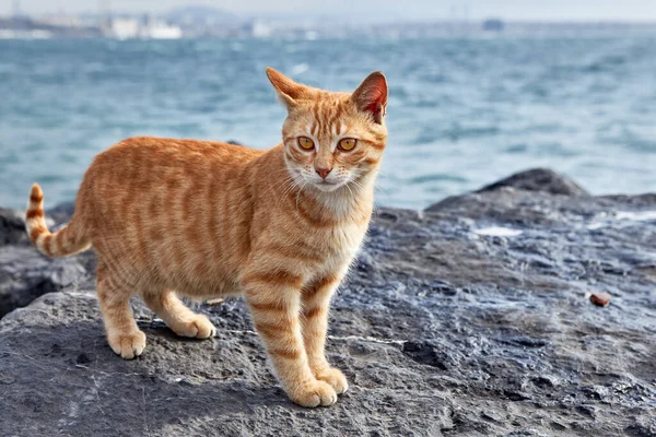 Alarmed Striped Ginger Cat Stands Coastal Cliff Golden Horn Bay Stock Image