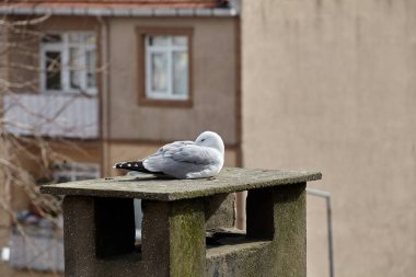 Şehir ortamında martı. Bir apartmanın çatısında bir kuş dinleniyor, beton bir havalandırma borusunun üzerinde..