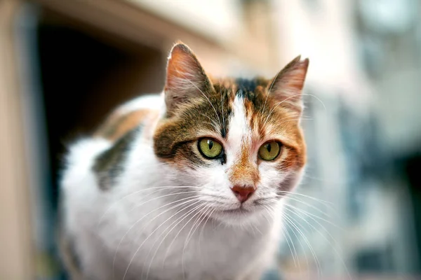 Ein Streunendes Tier Auf Einer Straße Der Stadt Obdachlose Katze — Stockfoto