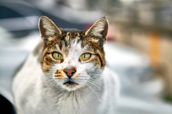 Streunendes Tier Winter Istanbul Eine Schmutzig Zerkratzte Obdachlose Katze Ruht — Stockfoto