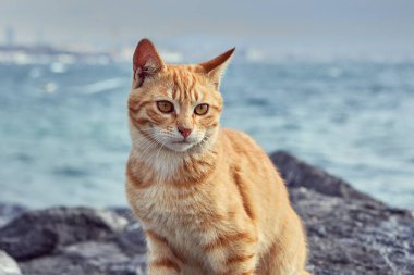 Şeritli kırmızı kedi, İstanbul 'da Haliç Boğazı yakınlarındaki kıyı kayalıklarında oturuyor. Kışın deniz kıyısında başıboş bir hayvan.