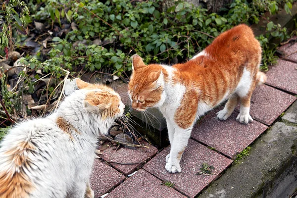 Dos Gatos Callejeros Con Color Manchas Blancas Rojizas Luchan Calle — Foto de Stock