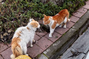 İki tüylü beyaz ve turuncu evsiz kedi sokakta kavga edecek, birbirlerine miyavlıyorlar..