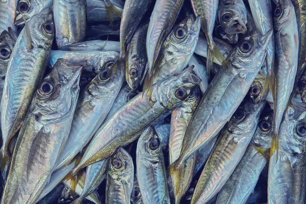 Lotes Peixe Fresco Para Comércio Mercado Turco Muitos Frutos Mar — Fotografia de Stock