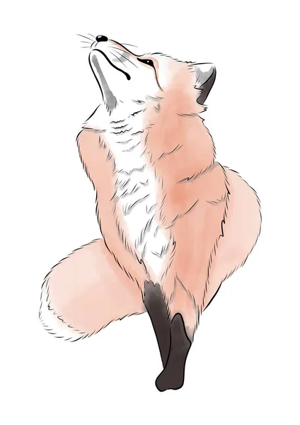 Red Fox Illustration Watercolor Hand Drawn — ストックベクタ