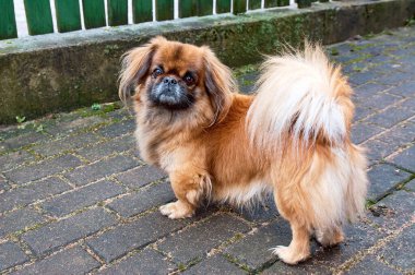 Pekingese also lion dog an ancient breed toy dog, sitting on floor, a resemblance to Chinese guardian lions. clipart