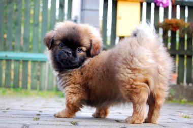 Bahçedeki Altın Pekin köpeği. Çitten arka plan