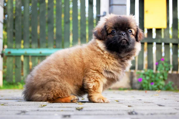 Cachorro Pekingese Dourado Cão Jardim Antecedentes Cerca — Fotografia de Stock