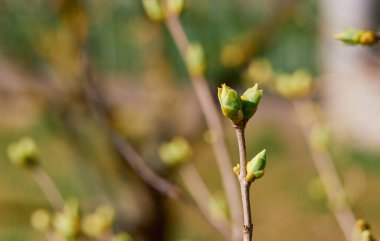 Bahar sezonu dalı yeşil yeni tomurcuklar