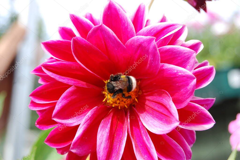 Bumblebee on a flower collects copper. Natural worker.