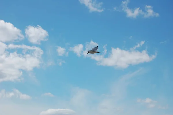 在阳光的照耀下 雪白的海鸥 带着几朵白云 很容易升入蓝天 — 图库照片