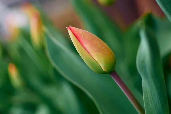 红色郁金香紧闭的花蕾与深绿色的背景形成了鲜明对比 它等待着春天的到来 绿芽即将开放 图库照片