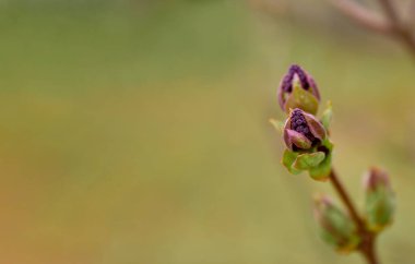 Baharda bir dal leylak çiçeği. Bokeh ile bulanık yeşil arkaplan üzerindeki leylak tomurcukları