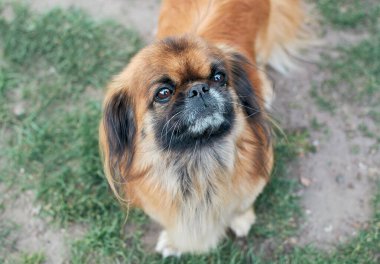 Pekin köpek portresi. Hayvan çerçeveye bakar. Sokaktaki köpek. Yetişkin köpek Pekin kedisi.