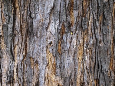 Yaşlı bir ağacın kabuğu