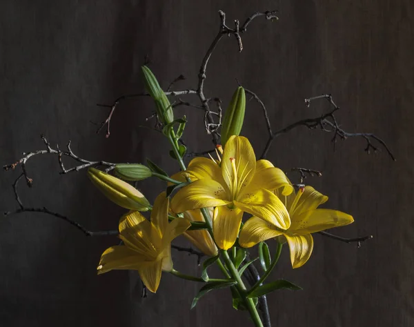 Flores de lírio amarelo — Fotografia de Stock
