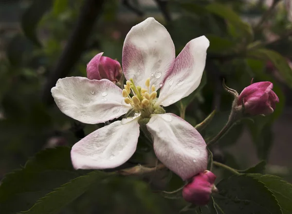 Maçã flor árvore — Fotografia de Stock