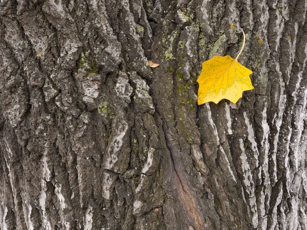 오래 된 나무의 깃가지 — 스톡 사진