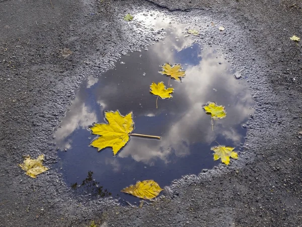 Feuilles dans une flaque — Photo