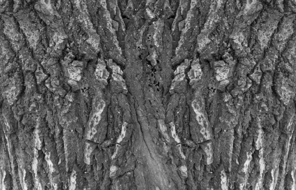 Écorce noire et blanche d'un vieil arbre — Photo