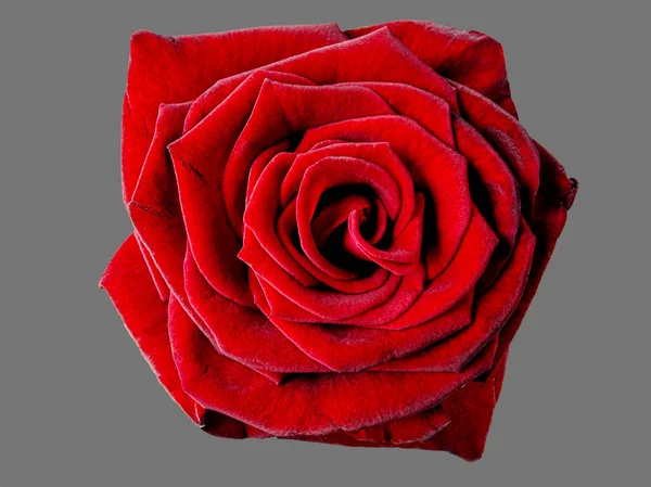 Fleur rose 1 — Photo