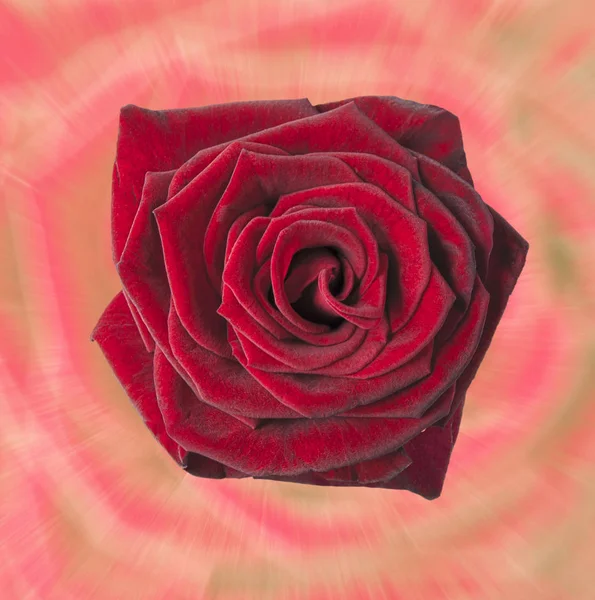 Flor de rosa 2 — Fotografia de Stock