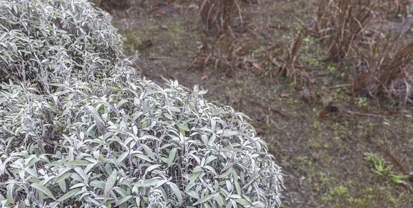 Rime et glace sur les feuilles — Photo