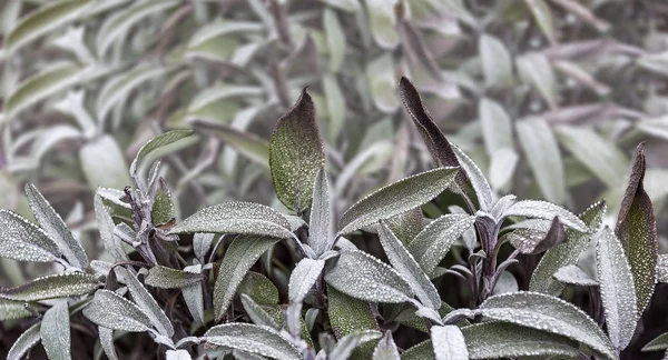 Rime y hielo en las hojas — Foto de Stock