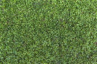 Bir yaz gününde yeşil çimen tarlası