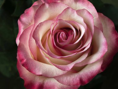 Karanlık bir arkaplanda gül çiçeği