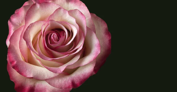 Rosa Flor Sobre Fondo Abstracto Oscuro — Foto de Stock