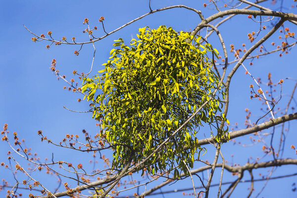 A parasitic plant growing on tree branches