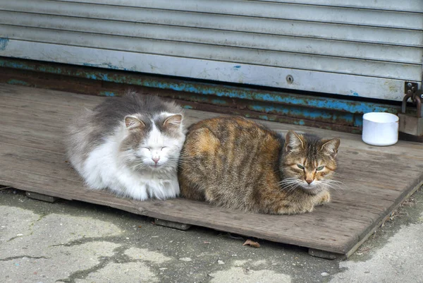 Gato Callejero Gato Están Sentados Las Tablas — Foto de Stock