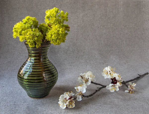 Composición Con Flores Albaricoque Brotes Arce — Foto de Stock