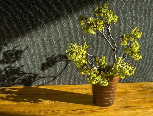 Composição Com Flores Árvore Bordo Copo Cerâmico — Fotografia de Stock