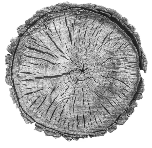 Ścinanie Pnia Drzewa Pierścienie Roczne Pęknięcia Kora — Zdjęcie stockowe