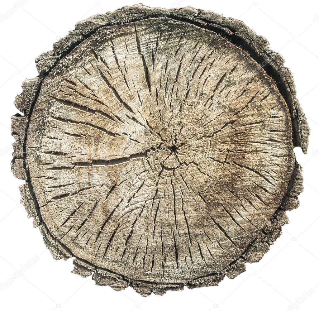 Tree trunk cut, annual rings, cracks, bark