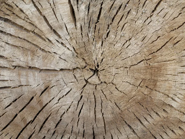 나무줄기자르기 나무껍질 — 스톡 사진