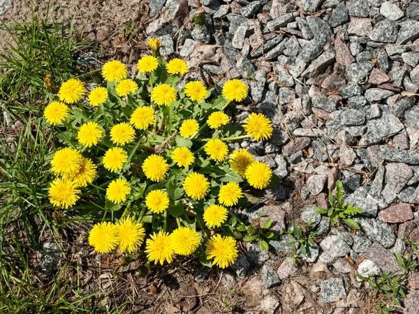 Dandelion bush against the background of the earth of small stones