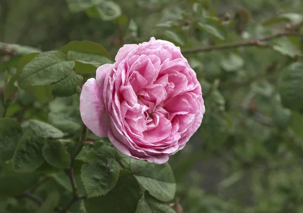 Розовый Цветок Фоне Темной Зелени — стоковое фото