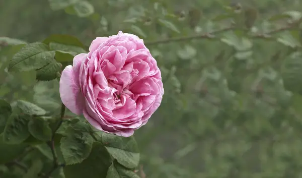 Flor Rosa Contexto Vegetação Escura — Fotografia de Stock