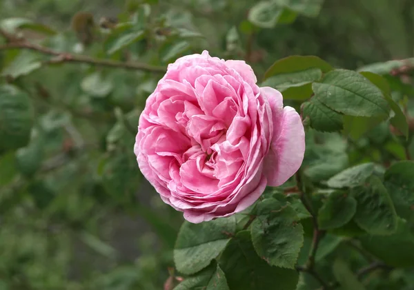 Розовый Цветок Фоне Темной Зелени — стоковое фото
