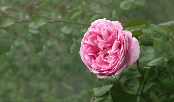 Flor Rosa Contexto Vegetação Escura — Fotografia de Stock