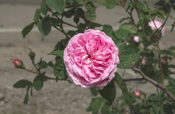 緑の葉を背景に大きなバラの花を咲かせます — ストック写真