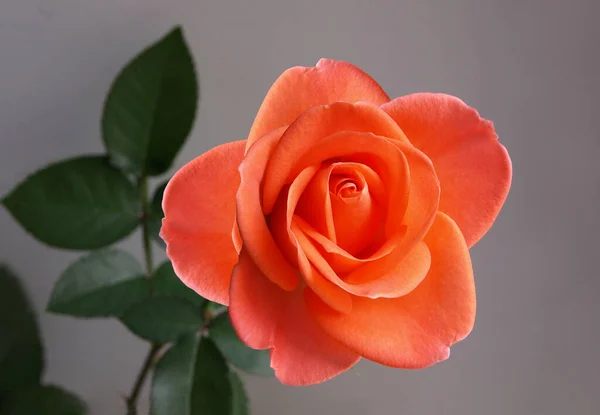 Duży Kwiat Róży Tle Zielonych Liści — Zdjęcie stockowe