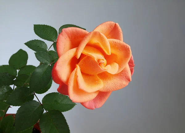 深色抽象背景下的玫瑰花 — 图库照片